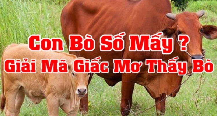 nằm mơ thấy bò đánh số mấy